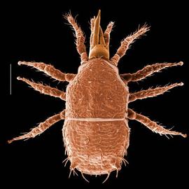  Asca  divided shield (DEW)