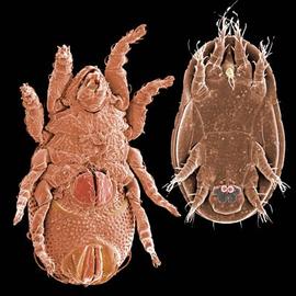 Holoid oribatid mites with the capitulum withdrawn within a camerostome