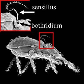 Prodorsal trichobothria