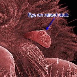 Stalked eye of velvet mite (DEW)