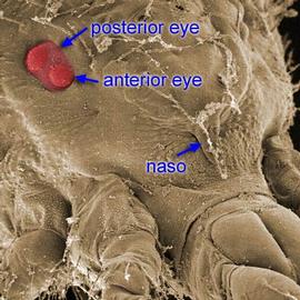 Anystides posterior and anterior eye (DEW)