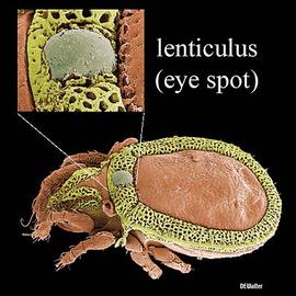  Scapheremaeus  (DEW)