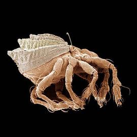 Bearing scalps (DEW)