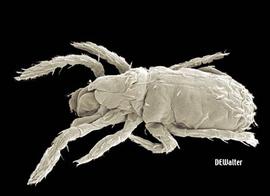   Alicorhagia usitata  (DEW)
