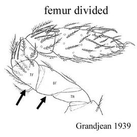   Alicorhagia fragilis  leg I (after Grandjean 1939)
