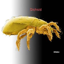 Dichoid oribatid mite (DEW)