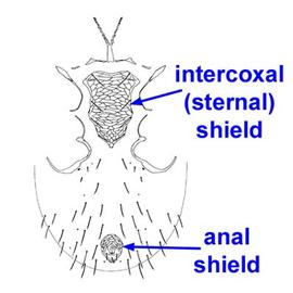 Immatures have no genital opening