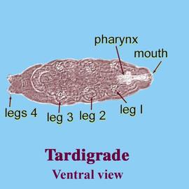 Macrobiotus  sp. (HCP, DEW)