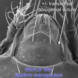 Oblique diarthric subcapitulum (DEW)