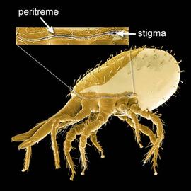Peritrematal groove ,  laelapid ( Stratiolaelaps ) (DEW)