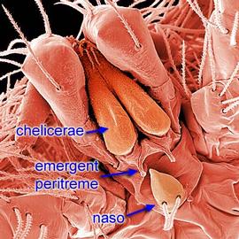 Anystidae emergent peritreme (DEW)