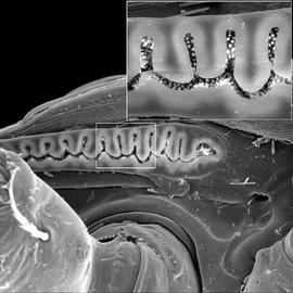 Peritremes chambered