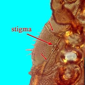Peritreme sinuous; stigmata at level of coxae II–III