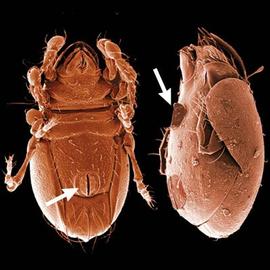 Brachypyline, 3 (rarely seemingly 2) pairs of genital papillae; well developed ovipositor in the female, spermatophoric organ in the male.