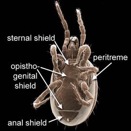 Genital shield extending over venter and incorporating ventral setae,  Neoseiulus  (DEW)