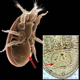 Postcoxal genital shield