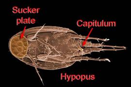 Histiostomatid hypopus (DEW)