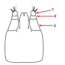 Reduced palpal segmentation