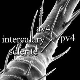 Intercalary sclerite (DEW)