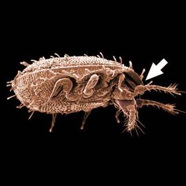 Uropodines usually have a hidden capitula