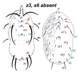 Showing diagnostic characters of setae