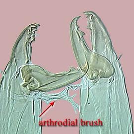 Macrochelid chelicerae and arthrodial brush (DEW)