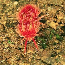 Terrestrial hypertrichous species displaying a velvety red pelage