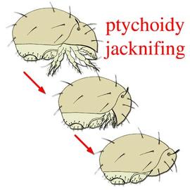 Ptychoid oribatid mite (box mites)