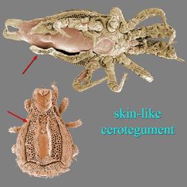 Mesostigmatans with cerotegument (DEW)