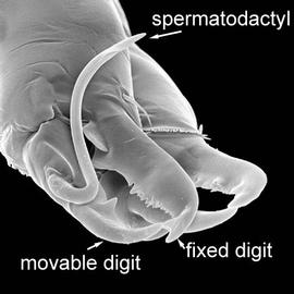 Spermatodactyl (DEW)