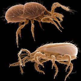 Males (top left) are usually more heavily sclerotized
