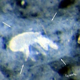 Larval mite in a silken cocoon (DEW)