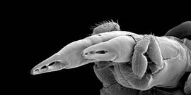  Allothyrus  capitulum (DEW)