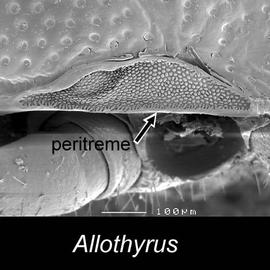 Peritreme of  Allothyrus  (DEW)