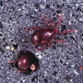 Dark red  Allothyrus  with fully sclerotized dome-shaped holodorsal shields (HCP)