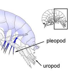 Abdominal limbs of amphipod (CB, DEW)