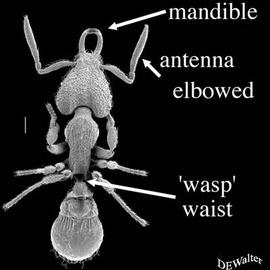 Hymenoptera, Formicidae ant; dorsal (DEW)