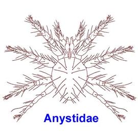 Subspherical Anystidae (DEW)
