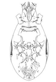  Arctacarus  male venter (JB, DEW)