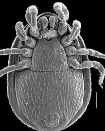 Uropodellidae,  Asternolaelaps  female (DEW)