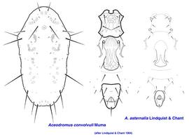  Aceodromus convolvuli  and  Aceodromus asternalis 