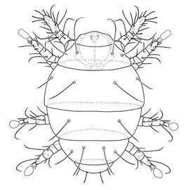  Adactylidium  sp. (DEW)