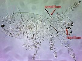  Adelphacarus  (HCP, DEW)