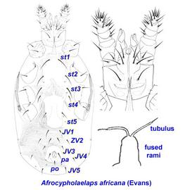  Afrocypholaelaps africana 