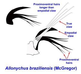  Allonychus braziliensis  pretarsus claws and hairs