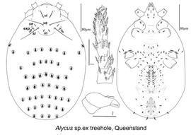   Alycus  sp. Queensland
