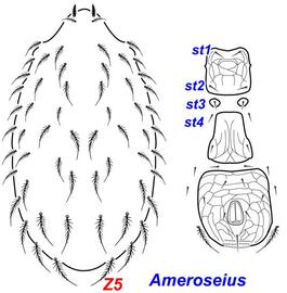  Ameroseius  female dorsum and venter