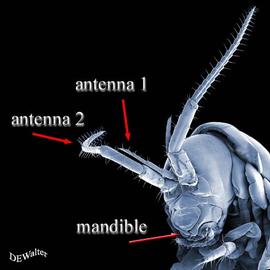 Head of talitrid amphipod (Queensland) (DEW)