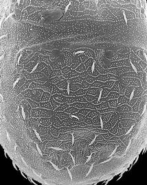 Microtubercles on  Antennoseius  female pronotal shield