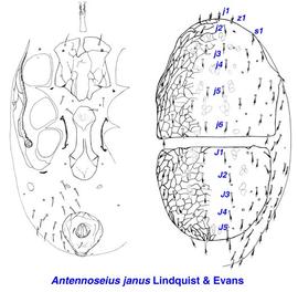  Antennoseius janus  smooth morph
